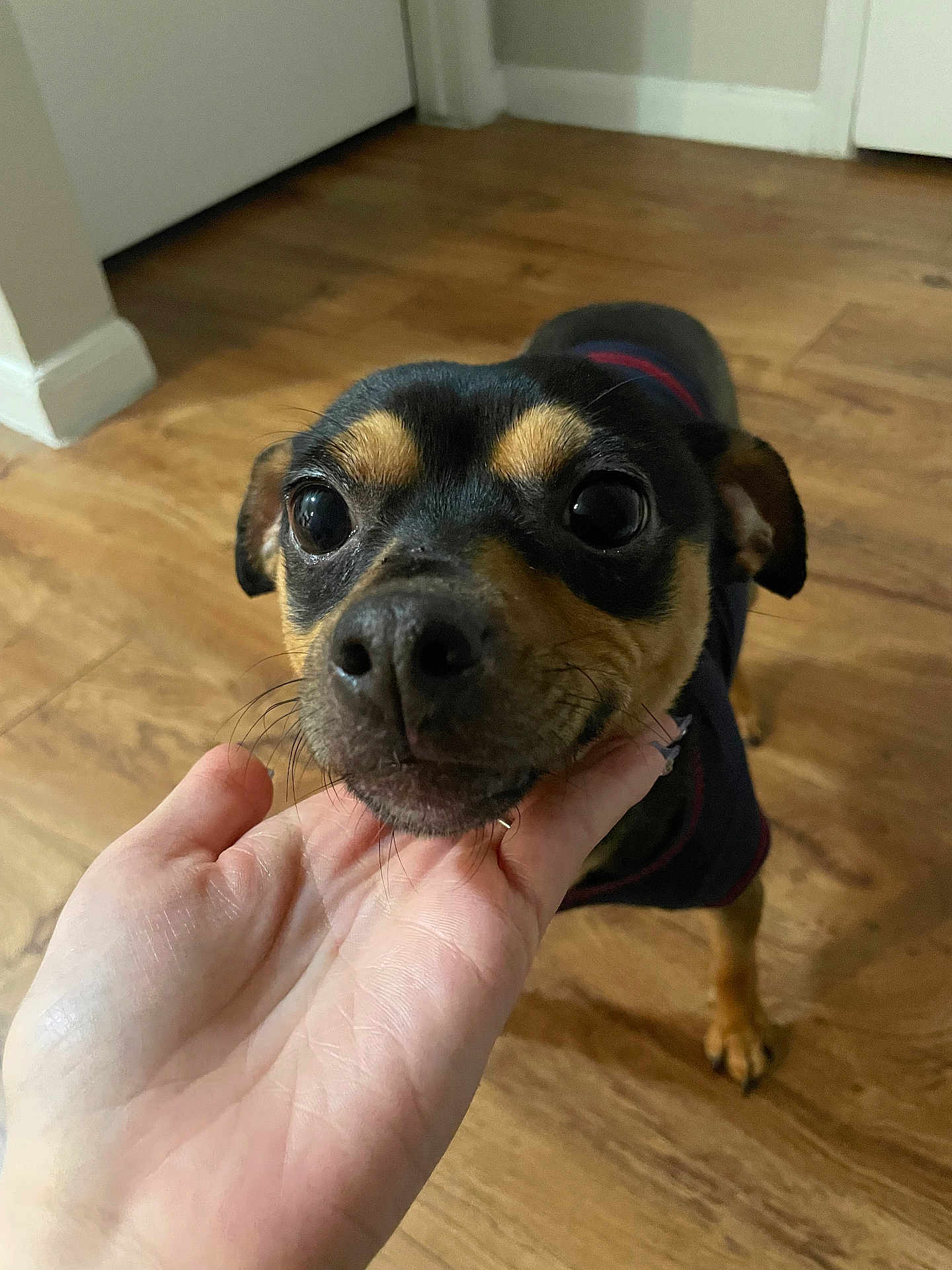 Bean joined the competition — help win amazing prizes! dog, small_dog, close_up, indoor, wooden_floor, hand, pet, animal, cute, black_and_tan, canine, friendly, companion, portrait, looking_up, domestic_animal, flooring, house, muzzle, ears