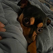 Bean joined the competition — help win amazing prizes! dog, close_up, blanket, indoor, pet, sleepy, brown, black, bed, cozy, canine, paw, resting, cute, fur, snuggled, animal, domestic_animal, portrait, relaxing