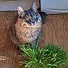 Aby participe au concours pour gagner de l'argent avec cette photo : alert, animal, cabinet, cat, cat_grass, ears, fluffy_cat, grass, green_eyes, home, indoor, kitchen, long_hair, pet, plant, portrait, sitting, sunlight, whiskers, wooden_floor