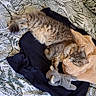 Aby a rejoint le concours — aidez-le/la à gagner de superbes lots ! animals, bed, bedding, bedroom, blanket, cats, cozy, curled_up, cute, floral_pattern, fluffy, furry, gray_cat, indoors, napping, pets, relaxing, sleeping, tabby_cat, two_cats