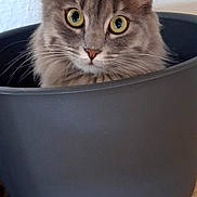 Aby participe au concours pour gagner de l'argent avec cette photo : cat, feline, fluffy, gray_cat, long_hair, pet, animal, portrait, close_up, wide_eyes, green_eyes, whiskers, ears, nose, indoors, planter, flower_pot, wood_floor, home, photography