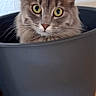 cat, feline, fluffy, gray_cat, long_hair, pet, animal, portrait, close_up, wide_eyes, green_eyes, whiskers, ears, nose, indoors, planter, flower_pot, wood_floor, home, photography