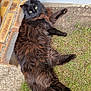cat, fluffy, black_cat, grass, dirt, brick, concrete, outdoor, pet, animal, feline, relaxed, lying_down, fur, yellow_eyes, curious, nature, mammal, whiskers, daylight