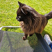 ébène participe au concours pour gagner de l'argent avec cette photo : cat, black_cat, fluffy_fur, outdoor_chair, mesh_chair, grass, sunlight, shadow, sneakers, white_shoes, jeans, pet, animal, daylight, nature, relaxation, side_view, paw, tail, person_foot