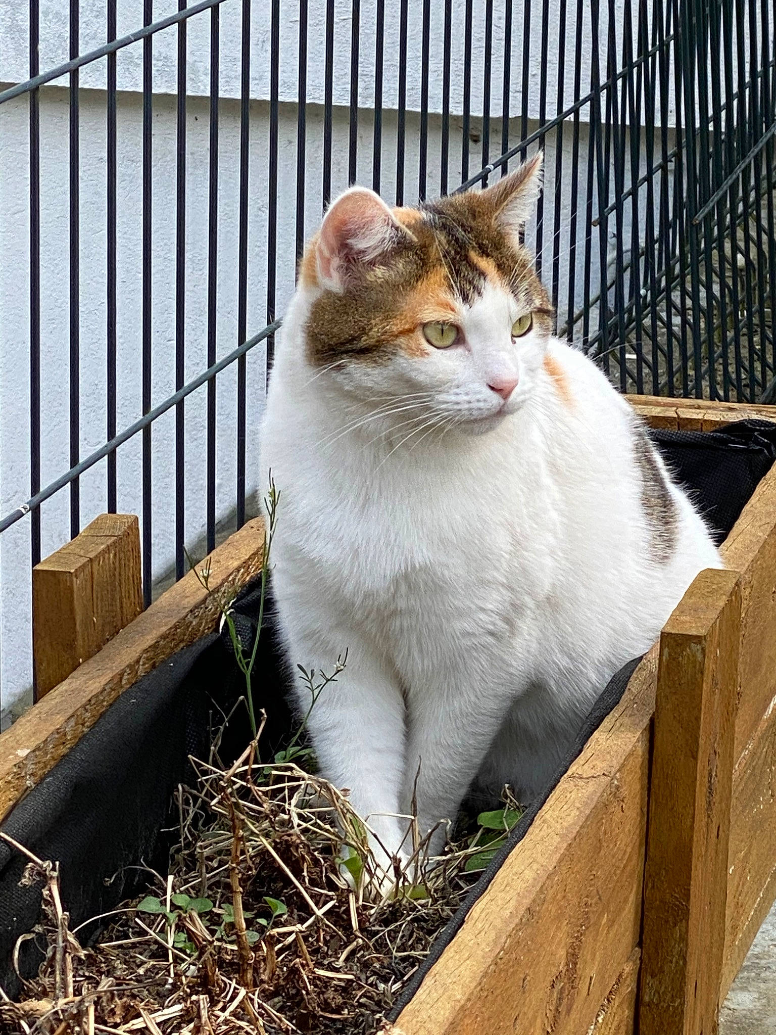 Miska a rejoint le concours — aidez-le/la à gagner de superbes lots ! animal_shelter, cage, carnivore, cat, chain_link_fencing, domestic_short_haired_cat, felidae, fence, fur, hay, iron, mesh, pet_supply, small_to_medium_sized_cats, snout, straw, whiskers