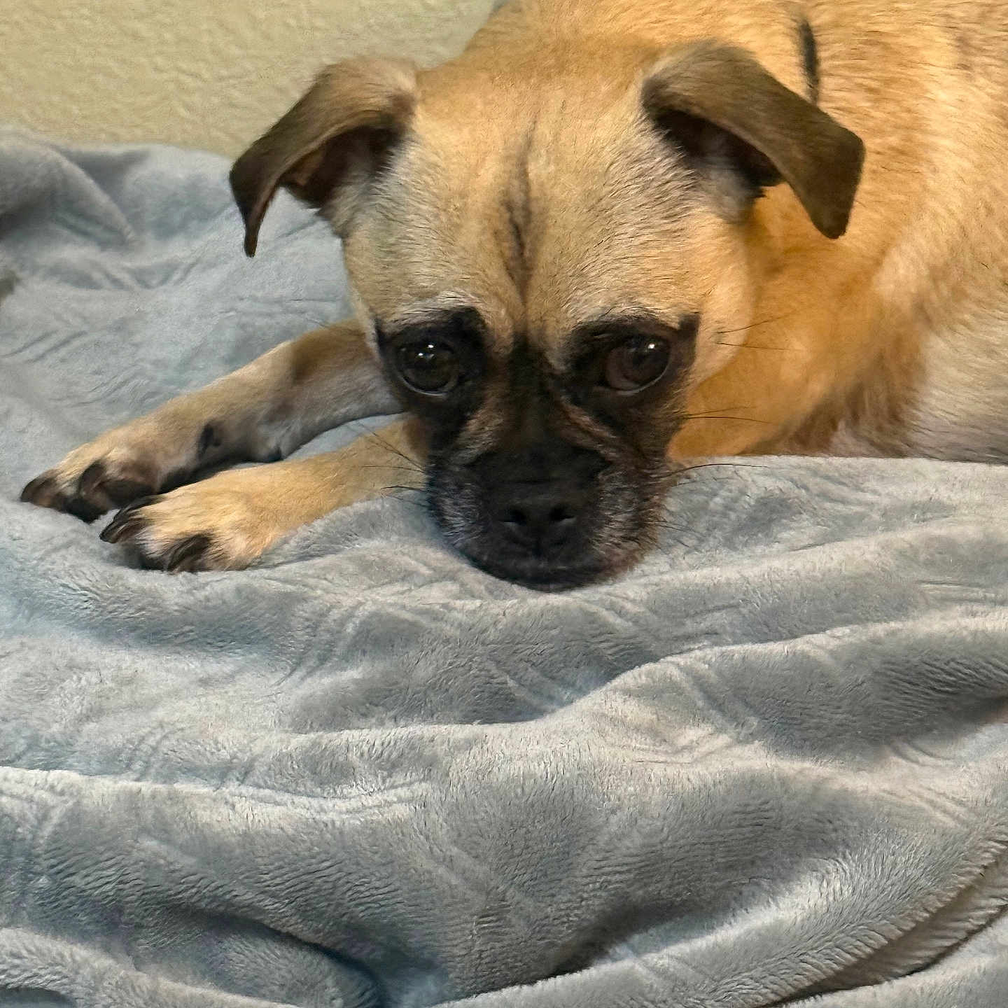 Peanut joined the competition — help win amazing prizes! animal, blanket, boxer, bulldog, canine, chihuahua, dog, frenchbulldog, pet, pug, puppy