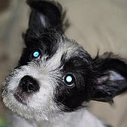 Sister is registered to the contest to win money with this photo: adorable, animal, black_and_white, bright_eyes, close_up, cute, dog, ears, face, flash, fur, furry, indoor, looking, nose, pet, portrait, puppy, whiskers, young