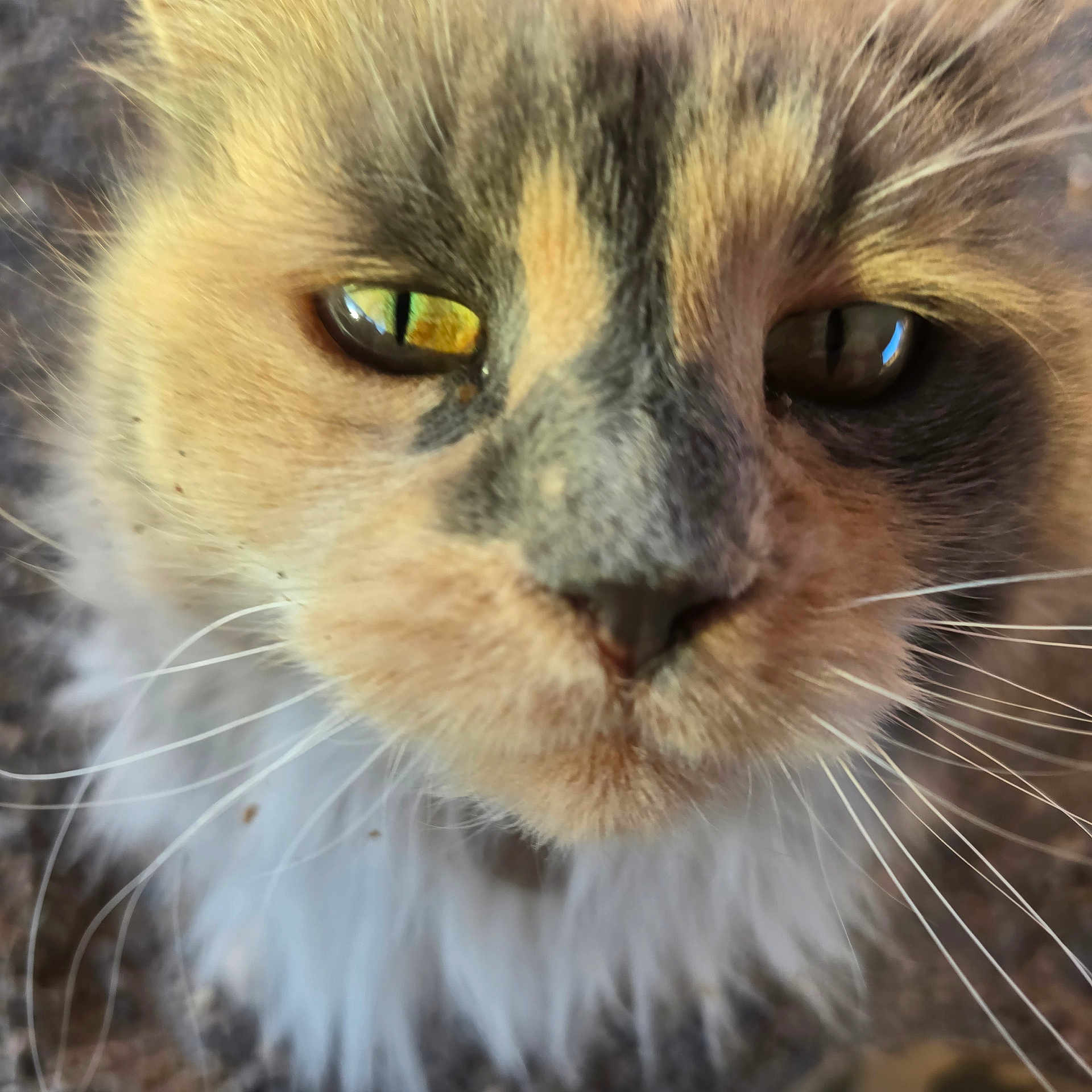 Floof