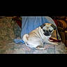 Lafaunda is registered to the contest to win money with this photo: dog, pug, couch, blanket, indoor, pet, animal, seated, fur, small_dog, brown, beige, face, ears, tail, curly_tail, looking_away, home, comfort, furniture