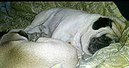 Lafaunda joined the competition — help win amazing prizes! dog, pug, sleeping, resting, blanket, patterned_blanket, cozy, pet, animal, cute, fur, face, indoor, relaxing, companion, mammal, domestic_animal, two_dogs, snuggling, bed
