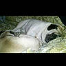 dog, pug, sleeping, resting, blanket, patterned_blanket, cozy, pet, animal, cute, fur, face, indoor, relaxing, companion, mammal, domestic_animal, two_dogs, snuggling, bed