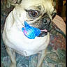 dog, pug, toy, indoor, couch, pet, animal, brown, beige, tongue, sitting, face, cute, flash, expression, paw, fur, small_dog, looking_away, home