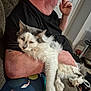 Coriander joined the competition — help win amazing prizes! man, cat, couch, glasses, black_shirt, relaxed, indoor, fluffy_cat, white_cat, gray_cat, sitting, holding, can, soda, tattoo, arm, home, living_room, comfortable, pet