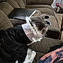 Coriander is registered to the contest to win money with this photo: cat, pet, tuxedo, costume, couch, furniture, indoor, living_room, brown, white_fur, black_clothing, person, shirt, tie_dye, table, bottle, floor, wood_floor, relaxing, domestic