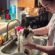 Coriander joined the competition — help win amazing prizes! cat, person, kitchen, sink, water, bowl, bath, pet_care, animal, domestic, indoor, countertop, cupboard, faucet, cleaning, white, black, fur, hands, focused