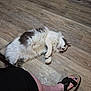 cat, fluffy, indoor, wooden_floor, relaxed, pet, animal, white, gray, paws, person, footwear, sandal, black_pants, toenails, painted_nails, flooring, domestic, curious, casual