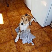 Sthoukie a rejoint le concours — aidez-le/la à gagner de superbes lots ! animal, blanket, brown, cozy, curious, cute, dog, domestic, floor, furniture, indoor, kitchen, pet, puppy, resting, small_dog, sunlight, tile_floor, white, wooden_chair