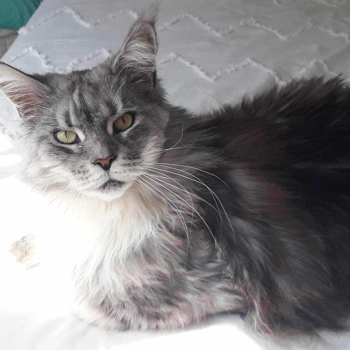 Ophelia participe au concours pour gagner de l'argent avec cette photo : animal, bed, calm, cat, closeup, cute, domestic, feline, fluffy, fur, gray, indoor, laying, pet, portrait, relaxed, resting, sunlight, whiskers, white