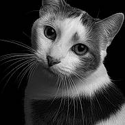 Nao participe au concours pour gagner de l'argent avec cette photo : cat, close_up, black_and_white, whiskers, portrait, animal, feline, curious, eyes, fur, face, pet, domestic_animal, studio, black_background, macro, soft_light, texture, muzzle, cute