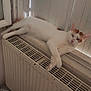 Nao a rejoint le concours — aidez-le/la à gagner de superbes lots ! cat, white_cat, orange_spots, radiator, window, white_paneling, shoes, floor, indoor, relaxed, lounging, pet, animal, fur, paw, sleepy, content, home, cozy, domestic