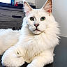 animal, black_table, cat, close_up, ears, feline, floor_tiles, furniture, green_eyes, home, indoor, long_fur, mammal, pet, portrait, relaxed, resting, table, whiskers, white_cat