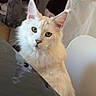 Arnold participe au concours pour gagner de l'argent avec cette photo : animal, cat, cat_condo, chair, close_up, curious, curtain, domestic_cat, ears, fluffy, furniture, green_eyes, home, indoor, looking, pet, reflection, table, whiskers, white_cat