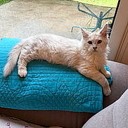 Arnold participe au concours pour gagner de l'argent avec cette photo : animal, cat, cozy, cushion, ears, fluffy, garden, indoors, long_hair, lounging, lying_down, pet, portrait, rain, relaxed, sofa, turquoise, whiskers, white_cat, window