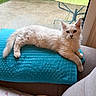 animal, cat, cozy, cushion, ears, fluffy, garden, indoors, long_hair, lounging, lying_down, pet, portrait, rain, relaxed, sofa, turquoise, whiskers, white_cat, window