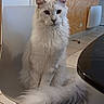animal, calm, cat, chair, domestic_cat, ears, eyes, fluffy, furniture, household, indoor, kitchen, looking, pet, portrait, sitting, table, tail, tile_floor, white_cat