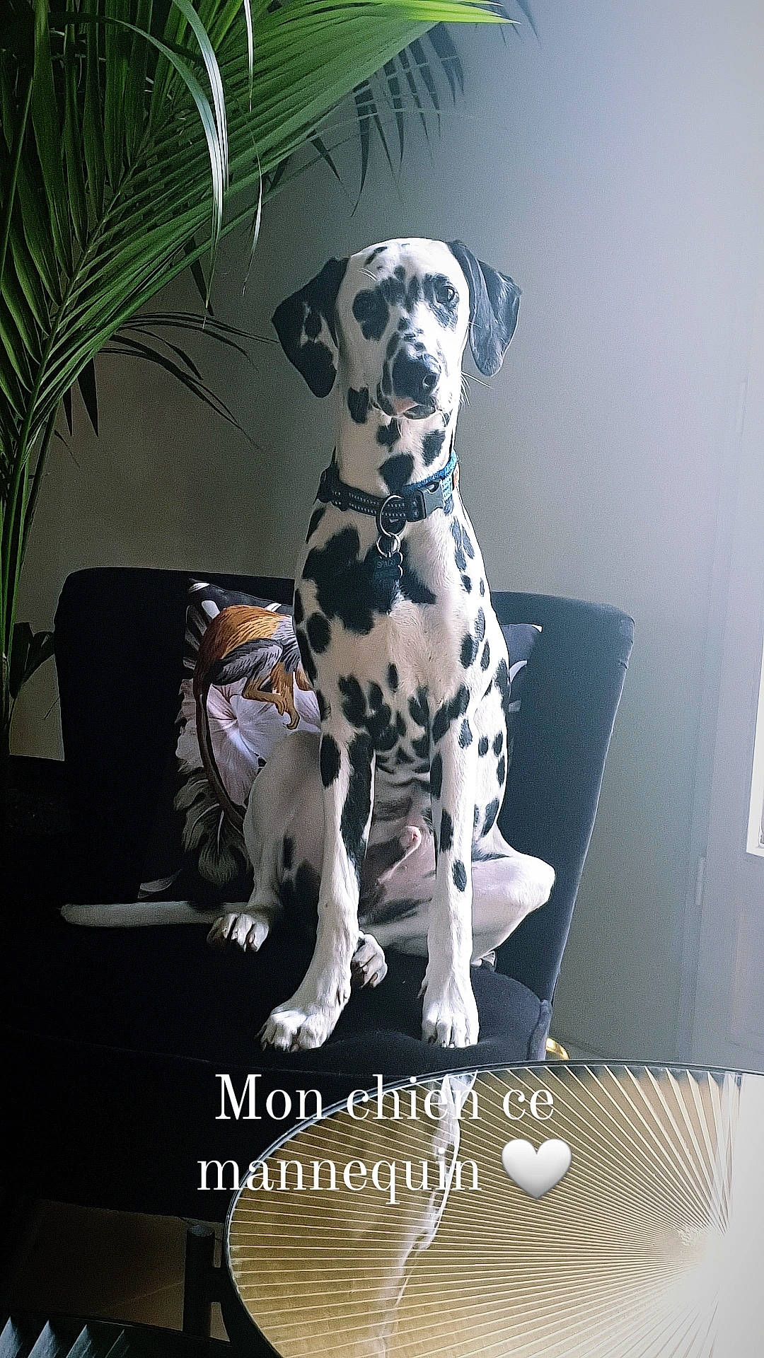 Spago participe au concours pour gagner de l'argent avec cette photo : art, canidae, carnivore, companion_dog, couch, dalmatian, dog, dog_breed, fawn, flooring, font, houseplant, human_leg, mammal, pet_supply, plant, snout, sporting_group, tail, working_animal