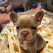 Honey is registered to the contest to win money with this photo: puppy, dog, blanket, bee_pattern, sunflower_pattern, cute, close_up, indoor, pet, animal, fur, ears, nose, face, young, sitting, blurred_background, person, home, cozy