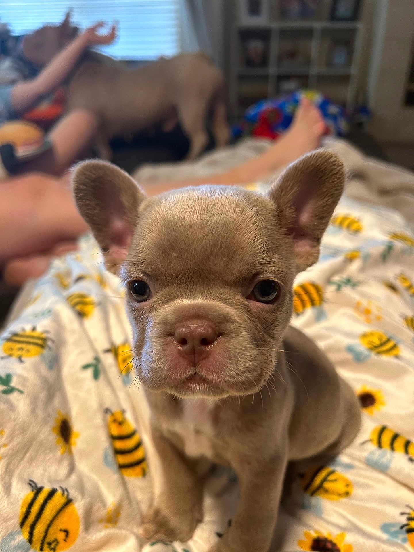 Honey is registered to the contest to win money with this photo: puppy, dog, blanket, bee_pattern, sunflower_pattern, cute, close_up, indoor, pet, animal, fur, ears, nose, face, young, sitting, blurred_background, person, home, cozy