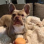 Bunny is registered to the contest to win money with this photo: dog, french_bulldog, toy, hamburger_toy, blanket, couch, indoor, pet, cute, animal, brown_dog, white_chest, ears, face, nose, paws, looking, resting, cozy, home