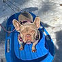 Bunny joined the competition — help win amazing prizes! dog, french_bulldog, sled, snow, pink_harness, leash, outdoor, pet, winter, blue_sled, canine, animal, cold, playful, winter_day, fur, ears, paws, looking_up, sunlight