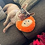 accessory, animal, brown, canine, casual, comfortable, couch, cute, dog, fabric, home, indoor, orange, people, pet, plush_pillow, reflection, relaxed, resting, sunglasses