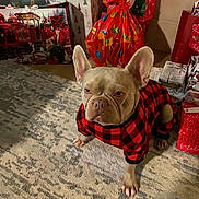 Bunny is registered to the contest to win money with this photo: dog, french_bulldog, pet_clothing, indoor, carpet, gift_wrap, christmas, holiday, presents, bag, red, black, checkered, animal, cute, pet, decor, festive, floor, ears