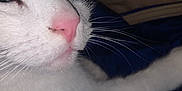 Minette a rejoint le concours — aidez-le/la à gagner de superbes lots ! cat, close_up, black_and_white, pink_nose, whiskers, fur, pet, animal, sleepy, relaxed, indoor, face, portrait, soft_lighting, lying_down, feline, domestic_cat, whiskers_visible, fur_texture, resting