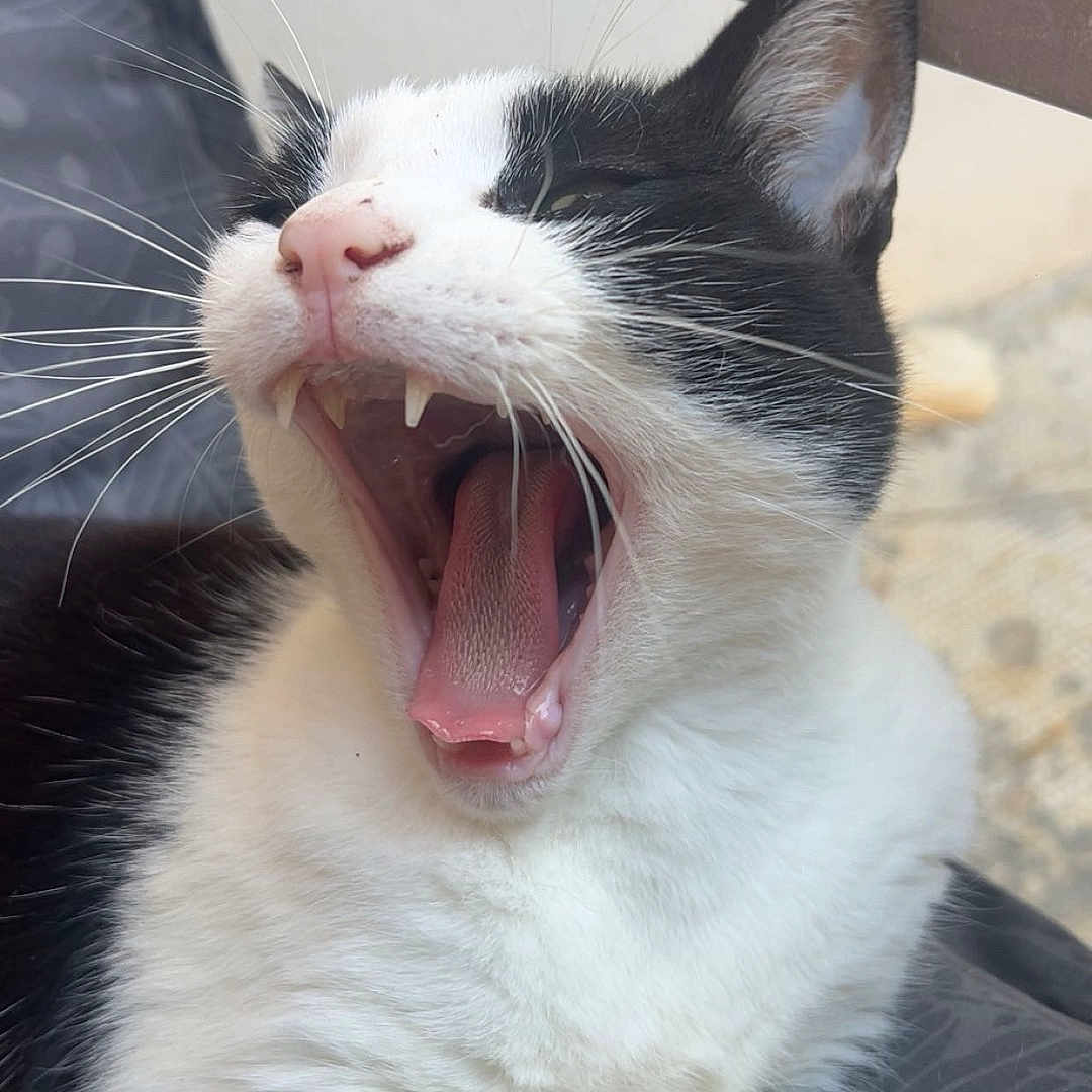 Minette a rejoint le concours — aidez-le/la à gagner de superbes lots ! animal, black_and_white, cat, close_up, cute, face, fangs, feline, fur, indoor, mammal, mouth_open, paw, pet, relaxed, resting, sleepy, tongue, whiskers, yawning