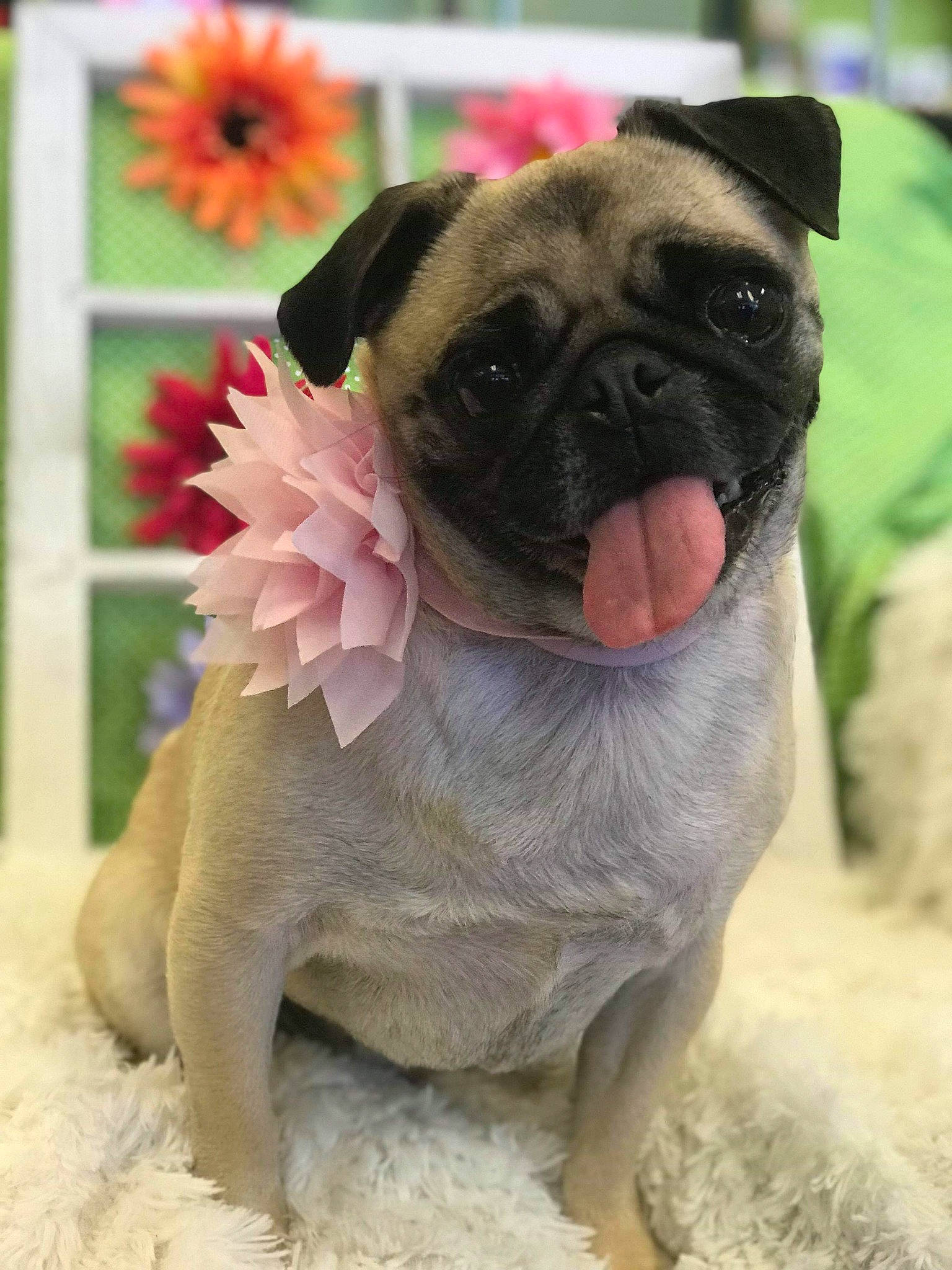 Sydney joined the competition — help win amazing prizes! ancient_dog_breeds, canidae, carnivore, companion_dog, dog, dog_breed, dog_clothes, fawn, mammal, pug, puppy, snout, tongue, toy_dog, vertebrate, wrinkle