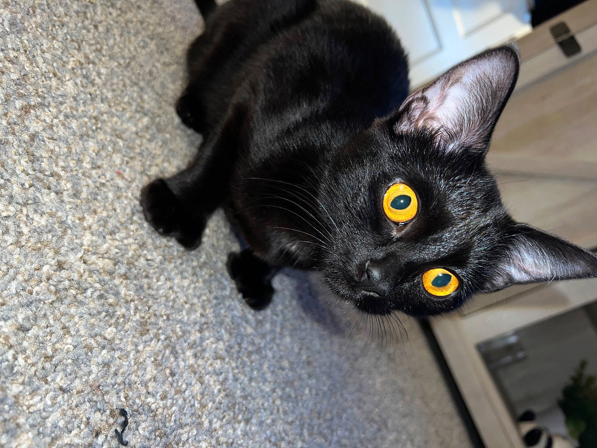 Kitten Cudi is registered to the contest to win money with this photo: black_cat, bombay, carnivore, cat, claw, domestic_short_haired_cat, felidae, fur, paw, road_surface, small_to_medium_sized_cats, snout, tail, whiskers