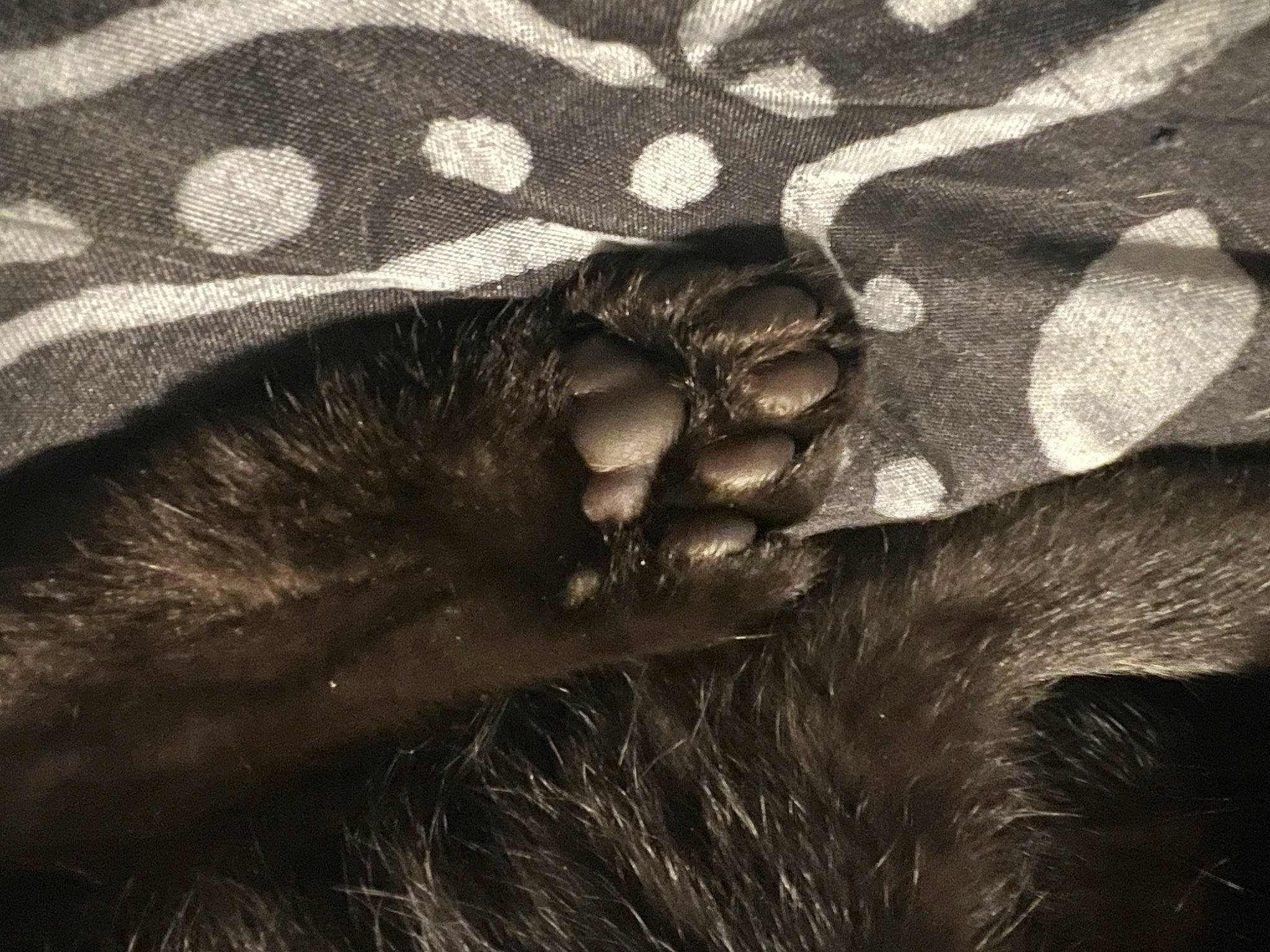 Kitten Cudi is registered to the contest to win money with this photo: carnivore, dog_breed, fashion_accessory, felidae, fur, gesture, grey, human_leg, insect, monochrome, monochrome_photography, pattern, paw, small_to_medium_sized_cats, snout, tail, terrestrial_animal, whiskers, wildlife, working_animal