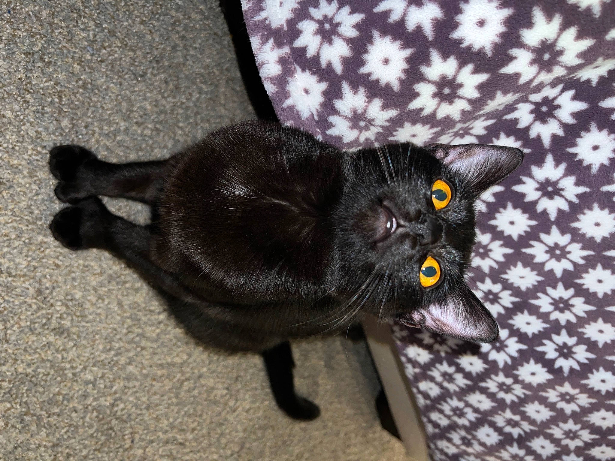 Kitten Cudi joined the competition — help win amazing prizes! black_cat, bombay, carnivore, cat, claw, domestic_short_haired_cat, felidae, flag, fur, havana_brown, paw, small_to_medium_sized_cats, snout, tail, terrestrial_animal, whiskers