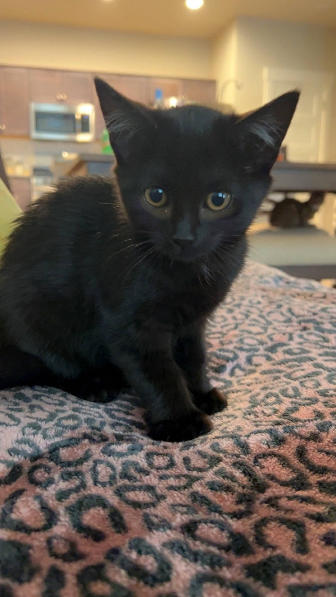 Kitten Cudi is registered to the contest to win money with this photo: black_cat, bombay, carnivore, cat, claw, comfort, domestic_short_haired_cat, felidae, fur, havana_brown, small_to_medium_sized_cats, snout, tail, terrestrial_animal, whiskers