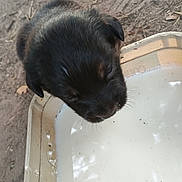 Champ is registered to the contest to win money with this photo: puppy, dog, milk, outdoor, container, close_up, black_fur, whiskers, young_animal, drinking, dirt, leaf, nature, pet, animal, cute, small, fur, head, nose
