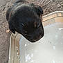 puppy, dog, milk, outdoor, container, close_up, black_fur, whiskers, young_animal, drinking, dirt, leaf, nature, pet, animal, cute, small, fur, head, nose