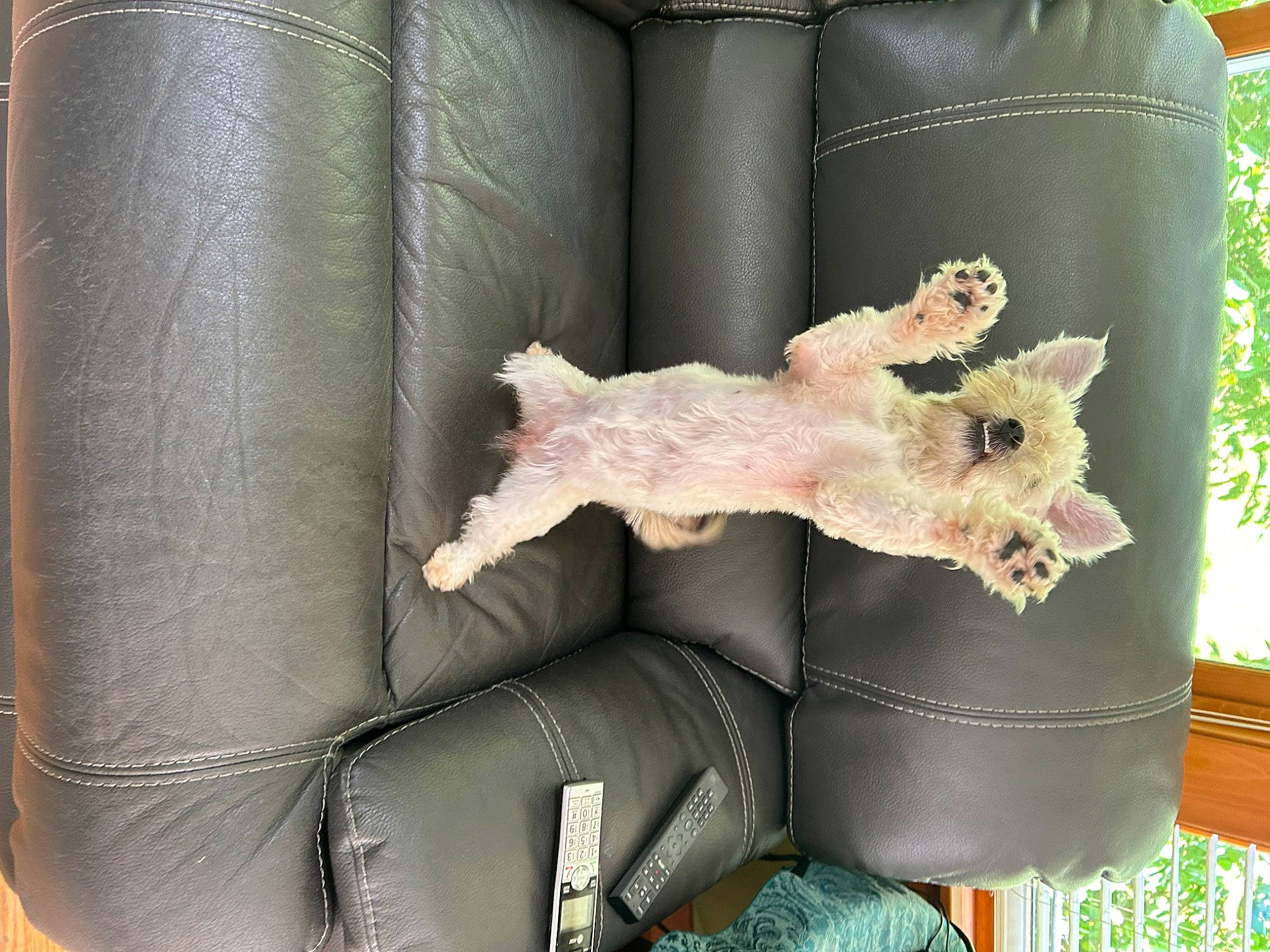 Sasha joined the competition — help win amazing prizes! boot, comfort, companion_dog, fashion_accessory, fawn, fur, home_accessories, human_leg, interior_design, leather, linens, natural_material, pattern, paw, peach, sleeve, tail, textile, throw_pillow, trunk