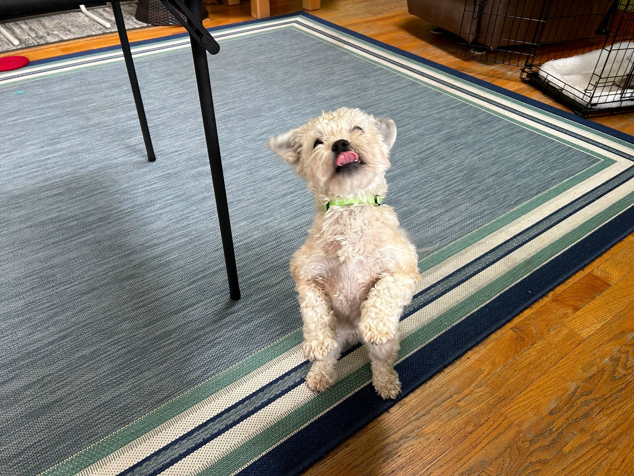 Sasha joined the competition — help win amazing prizes! carnivore, chair, collar, companion_dog, dog, dog_breed, dog_collar, fawn, floor, flooring, hardwood, pet_supply, poodle, sporting_group, sunglasses, terrier, toy_dog, water_dog, wood, working_animal