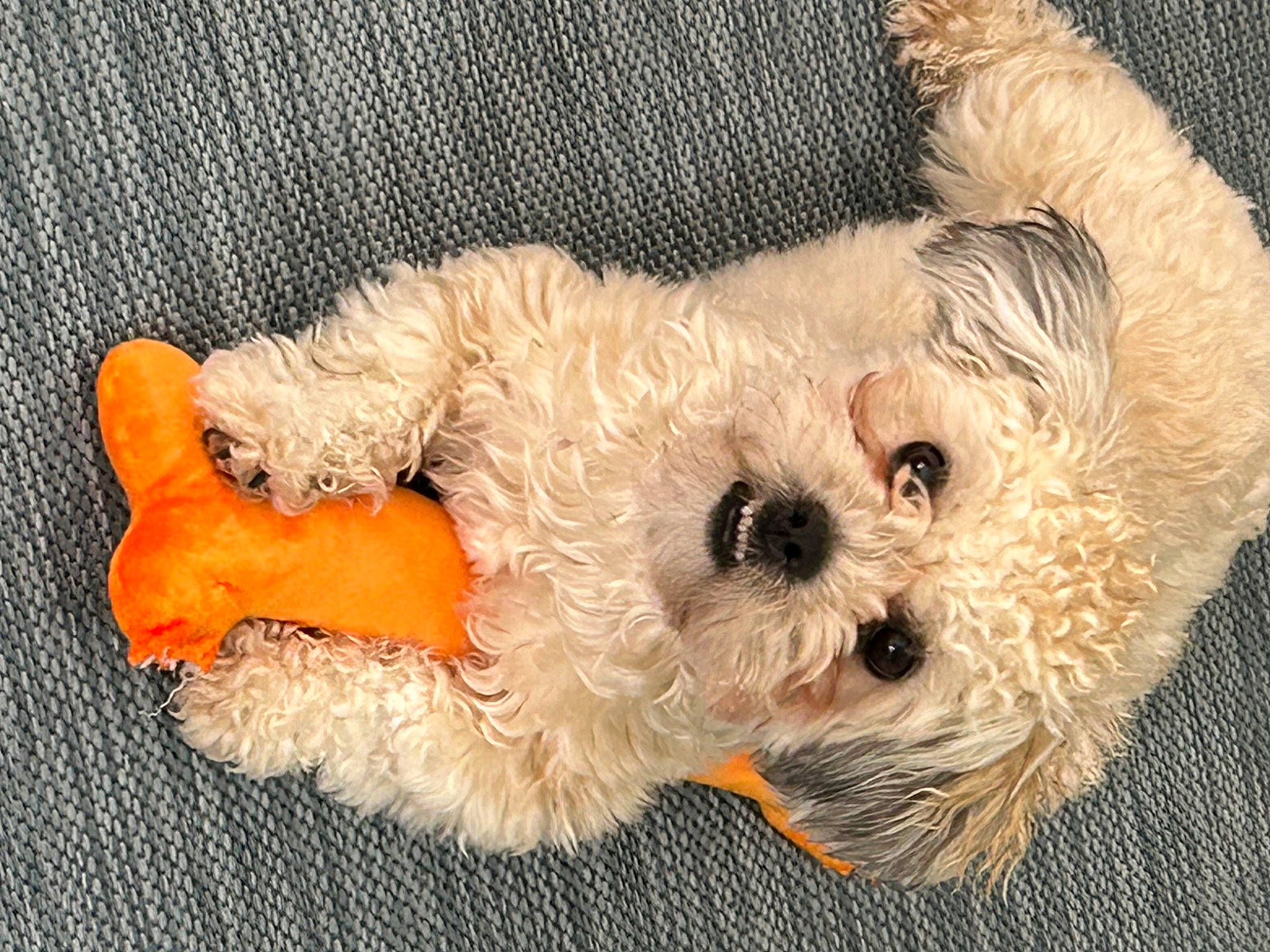 Sasha joined the competition — help win amazing prizes! canidae, carnivore, companion_dog, dog, dog_breed, dog_clothes, dog_supply, fawn, fur, maltepoo, pet_supply, poodle_crossbreed, small_terrier, snout, sporting_group, stuffed_toy, terrier, toy, toy_dog, working_animal