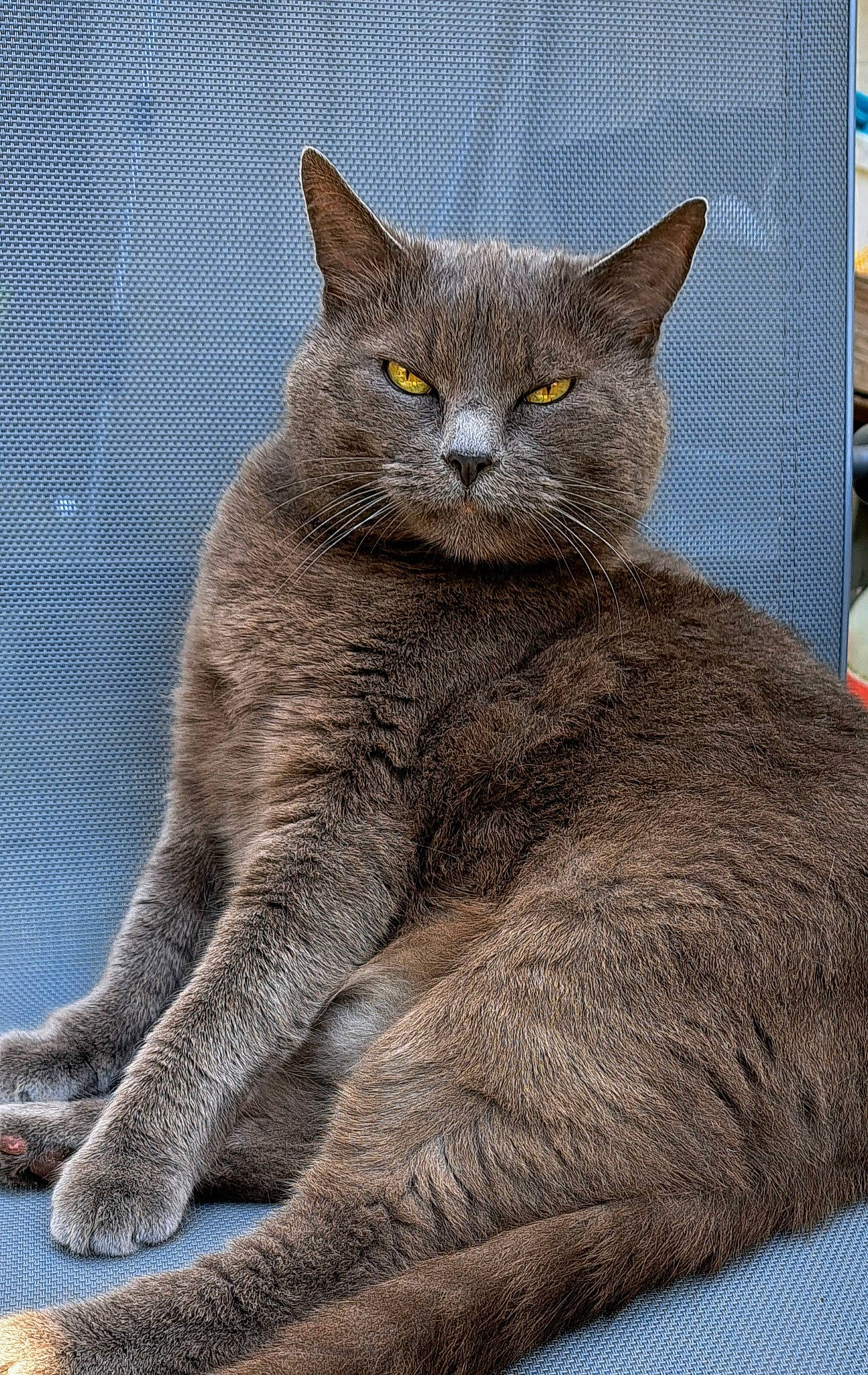 Caline participe au concours pour gagner de l'argent avec cette photo : carnivore, cat, domestic_short_haired_cat, felidae, fur, grey, russian_blue, small_to_medium_sized_cats, snout, terrestrial_animal, whiskers, window