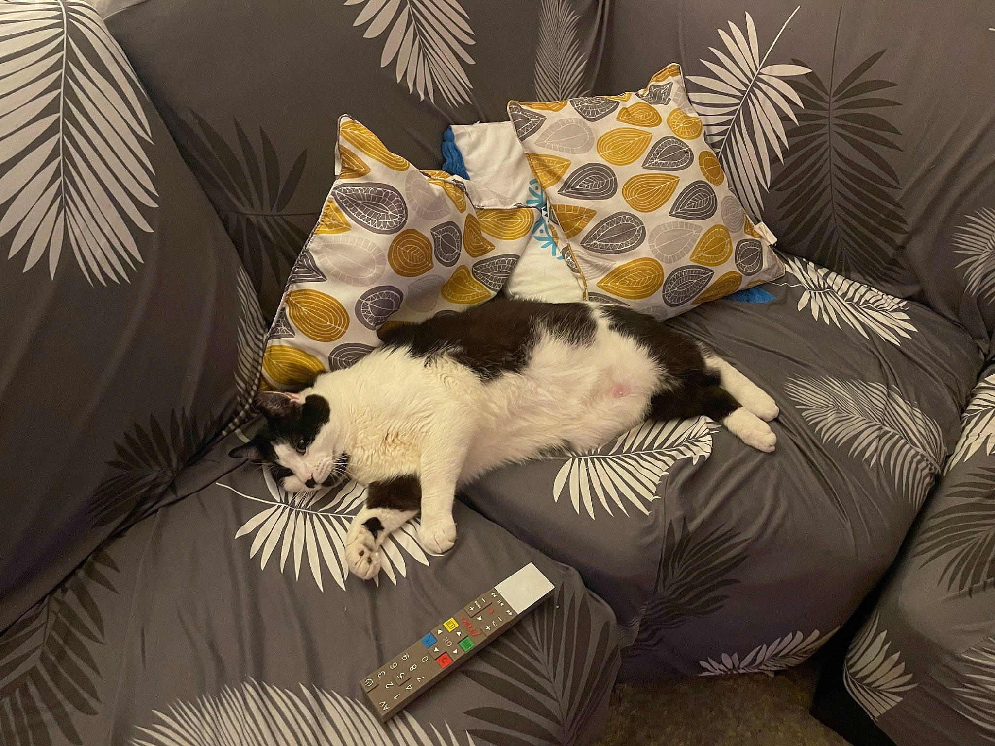 Alvin participe au concours pour gagner de l'argent avec cette photo : art, bedding, carnivore, cat, comfort, companion_dog, couch, cushion, domestic_short_haired_cat, felidae, fur, lap, linens, pattern, pillow, room, small_to_medium_sized_cats, tail, throw_pillow, whiskers